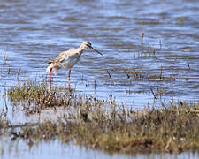 Spotted Redshank