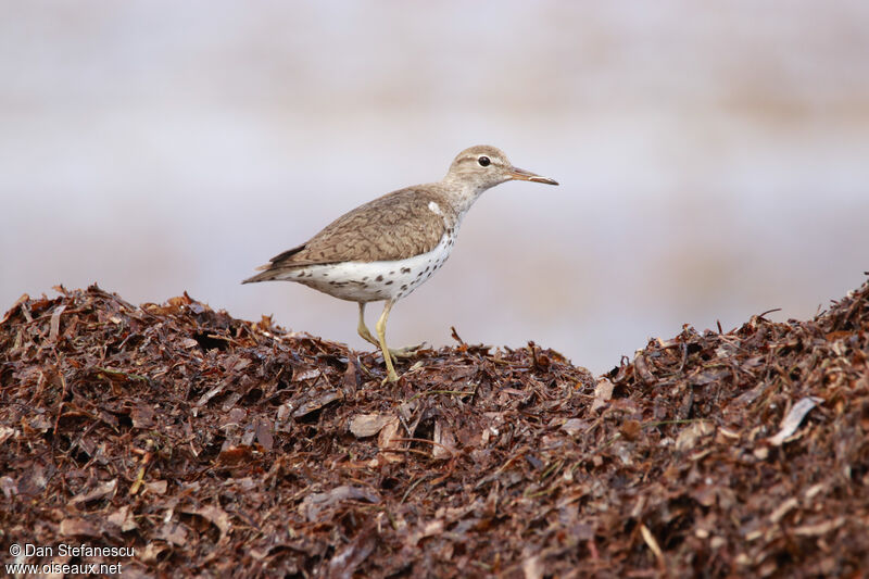 Spotted Sandpiperadult breeding