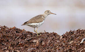 Spotted Sandpiper