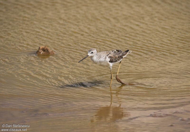 Marsh Sandpiperadult