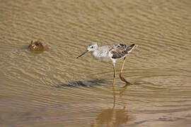 Marsh Sandpiper