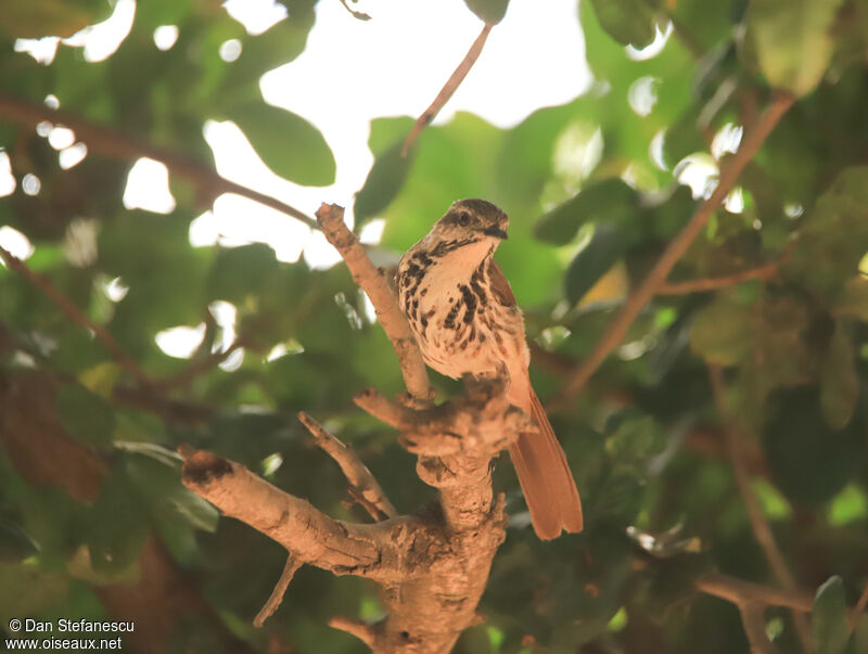 Spotted Palm Thrushadult