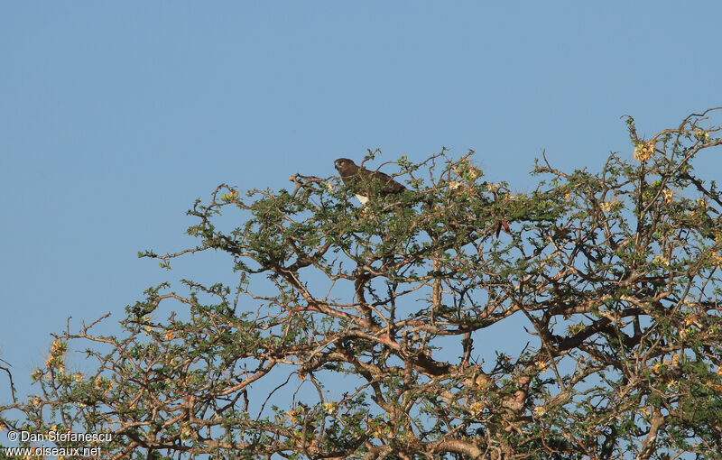 Black-chested Snake Eagleadult