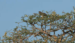 Black-chested Snake Eagle