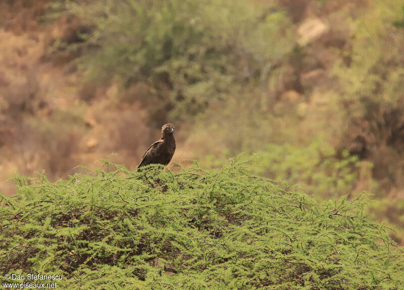 Brown Snake Eagle