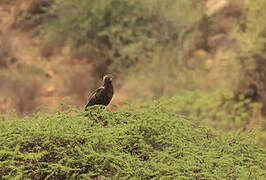 Brown Snake Eagle