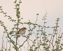 Red-faced Cisticola