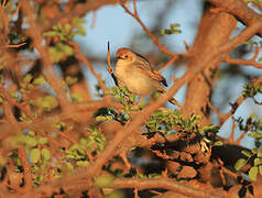 Winding Cisticola