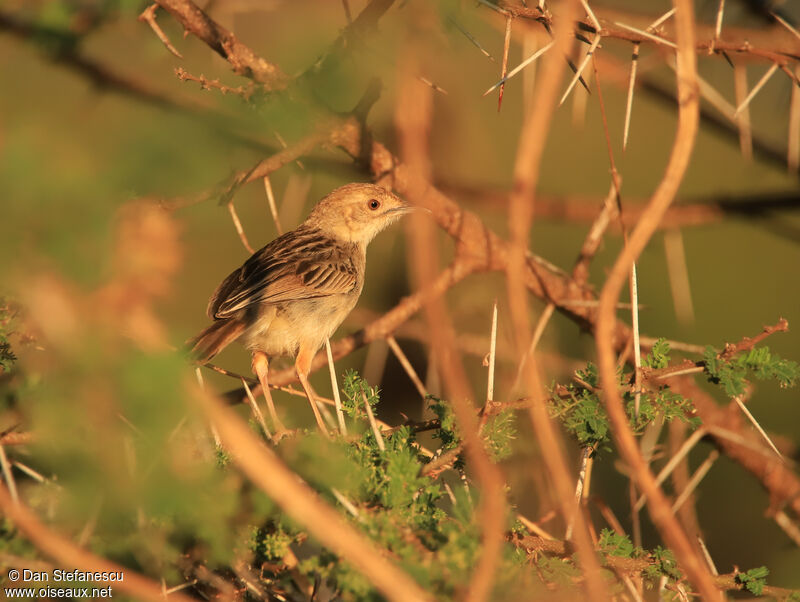 Rattling Cisticolaadult