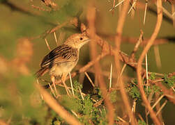 Rattling Cisticola