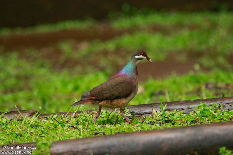 Bridled Quail-Doveadult, walking