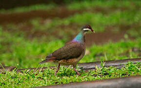 Bridled Quail-Dove