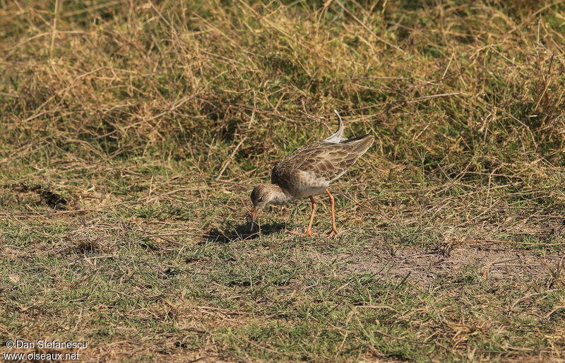 Ruff male adult post breeding