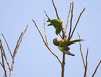 Conure naine