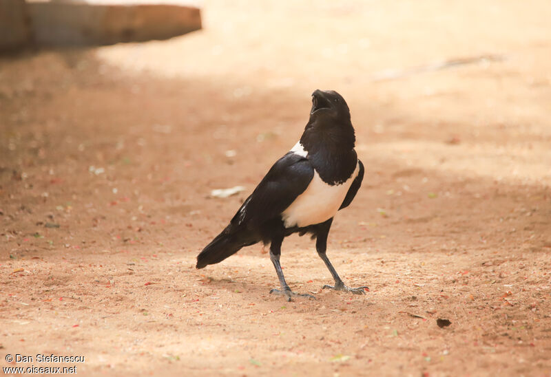 Pied Crowadult