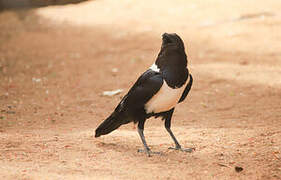 Pied Crow