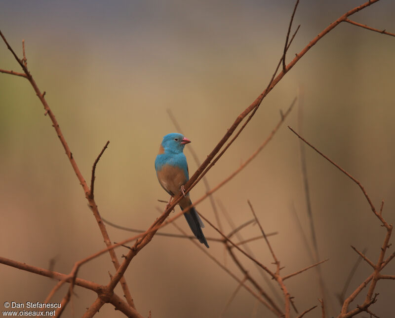 Cordonbleu cyanocéphaleadulte