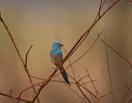 Cordonbleu cyanocéphale