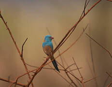 Blue-capped Cordon-bleu