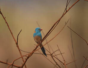 Cordonbleu cyanocéphale