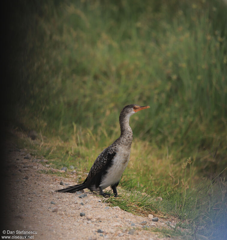 Cormoran africainadulte