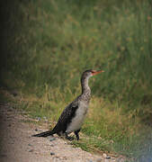 Reed Cormorant