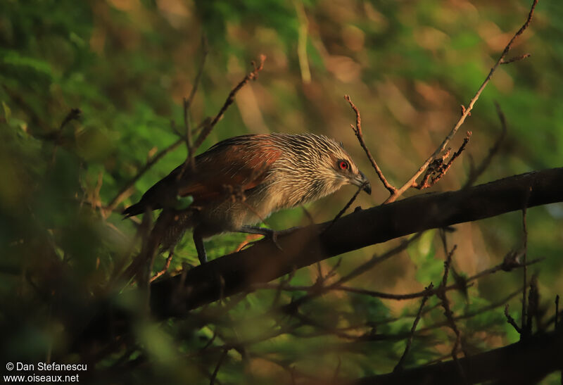 Coucal à sourcils blancsadulte