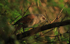 Coucal à sourcils blancs