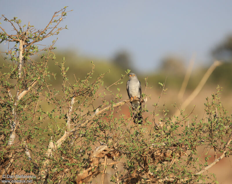 African Cuckoo male adult