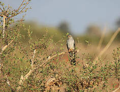 African Cuckoo