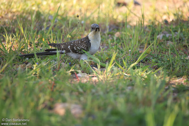 Great Spotted Cuckoo