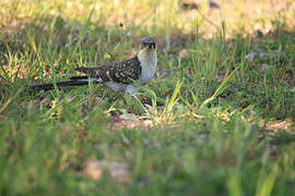 Great Spotted Cuckoo