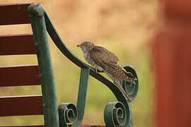 Common Cuckoo