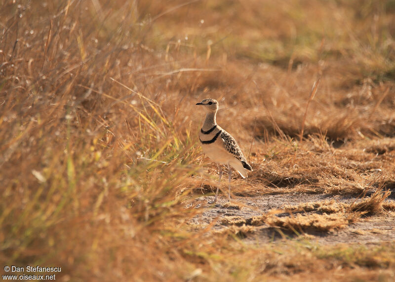 Double-banded Courseradult