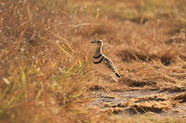 Double-banded Courser