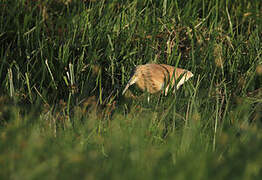 Squacco Heron