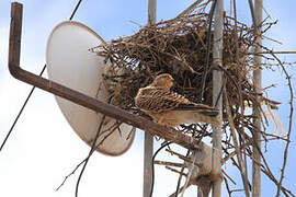 Greater Kestrel