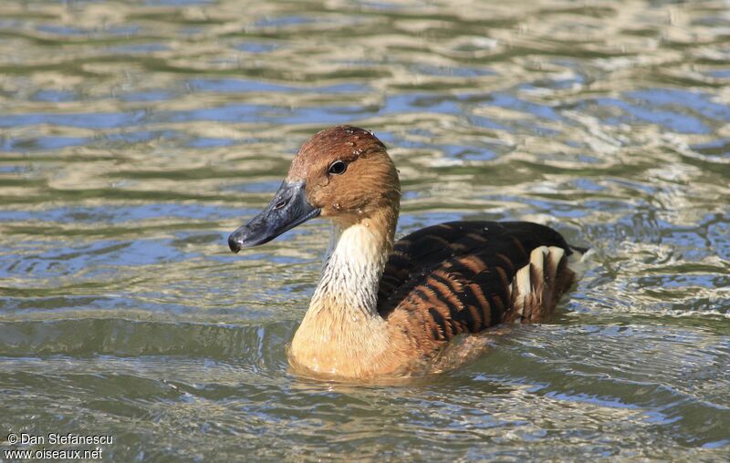 Fulvous Whistling Duckadult, swimming