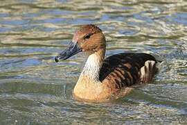 Fulvous Whistling Duck