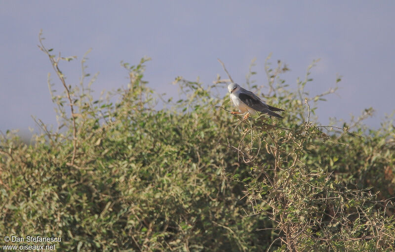 Black-winged Kiteadult