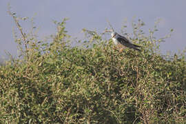 Black-winged Kite