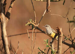 Yellow-bellied Eremomela