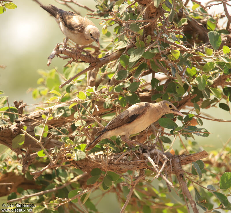 Wattled Starlingadult post breeding