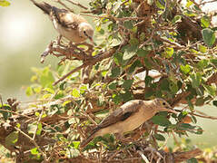 Wattled Starling