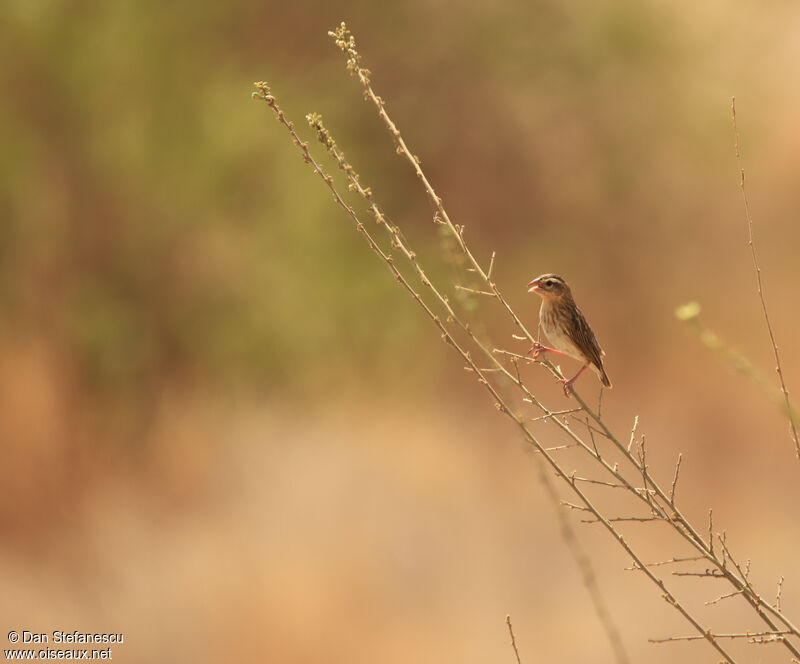 Southern Red Bishop female adult