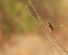 Southern Red Bishop