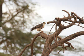 Lanner Falcon