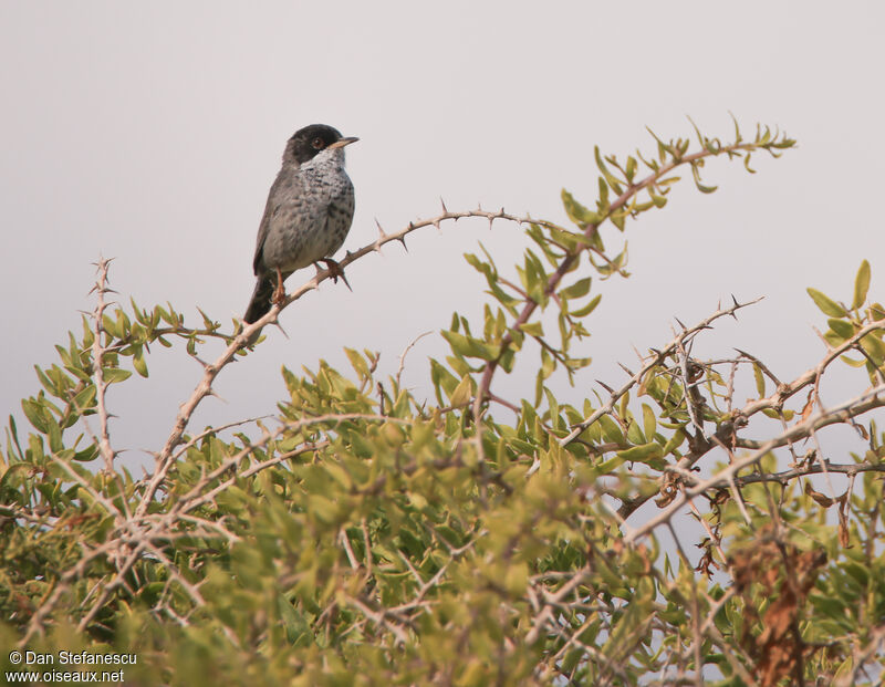 Cyprus Warbler male adult