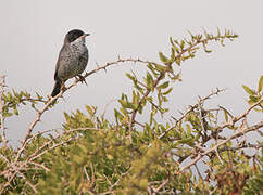 Cyprus Warbler