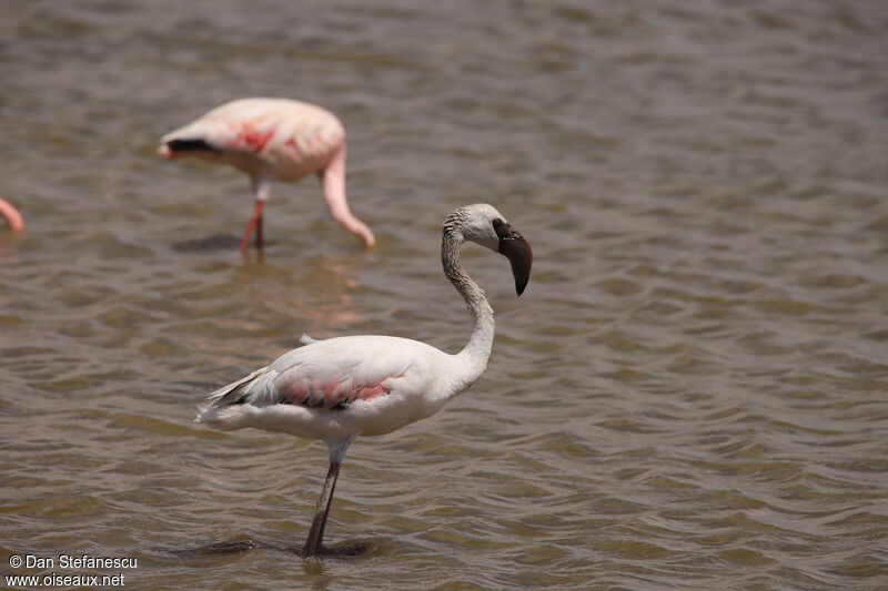 Lesser Flamingoimmature